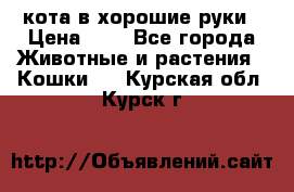 кота в хорошие руки › Цена ­ 0 - Все города Животные и растения » Кошки   . Курская обл.,Курск г.